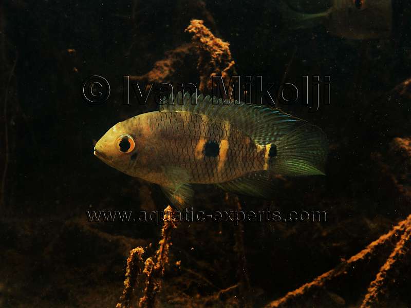 aquarium fish documentaries